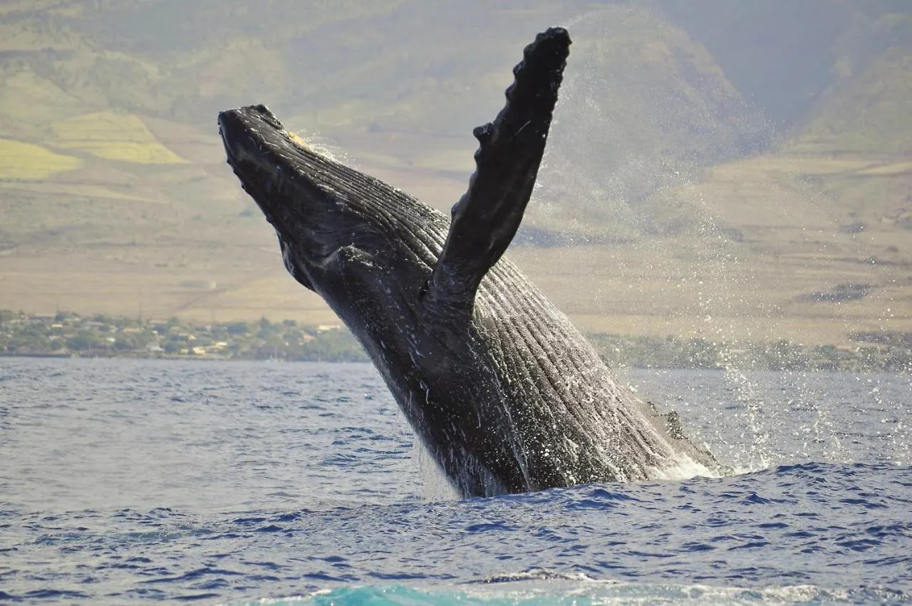 Kahana Reef 117