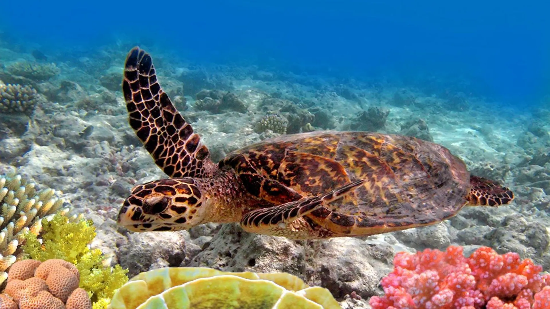 Kahana Reef 117 Ηνωμένες Πολιτείες της Αμερικής